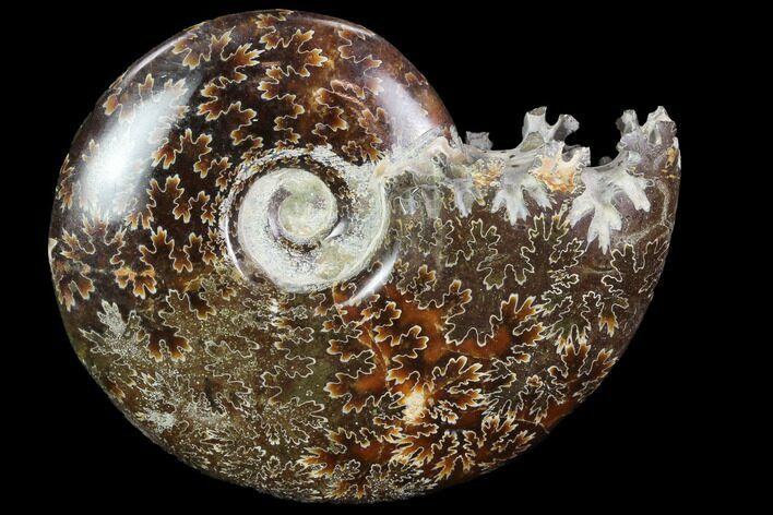 Polished, Agatized Ammonite (Cleoniceras) - Madagascar #97331